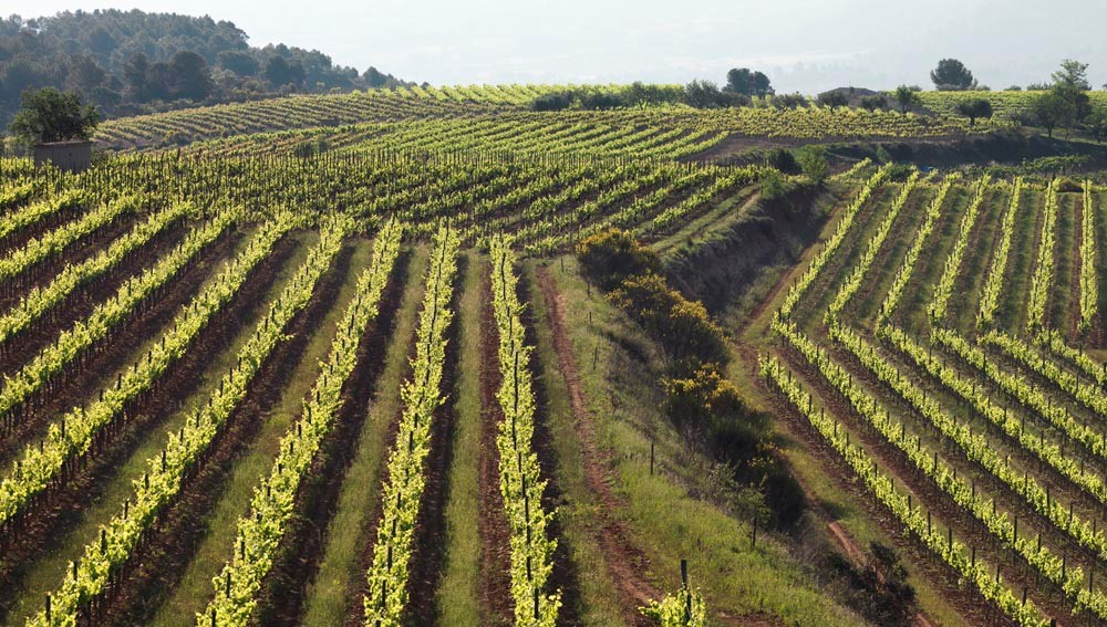 La DO Cava, comprometida con la sostenibilidad del sector