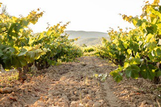Familia Torres lanza un nuevo Vinyarets ecológico elaborado con xarel·lo como tributo al Penedès