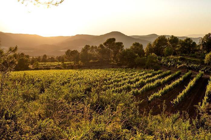 Abadal Matís, nuevo vino de ABADAL, fiel al territorio y con visión de futuro