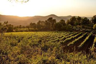 Abadal Matís, nuevo vino de ABADAL, fiel al territorio y con visión de futuro