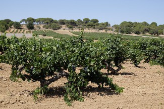 Ribera del Duero organizará la primera calificación online para valorar la añada 2019