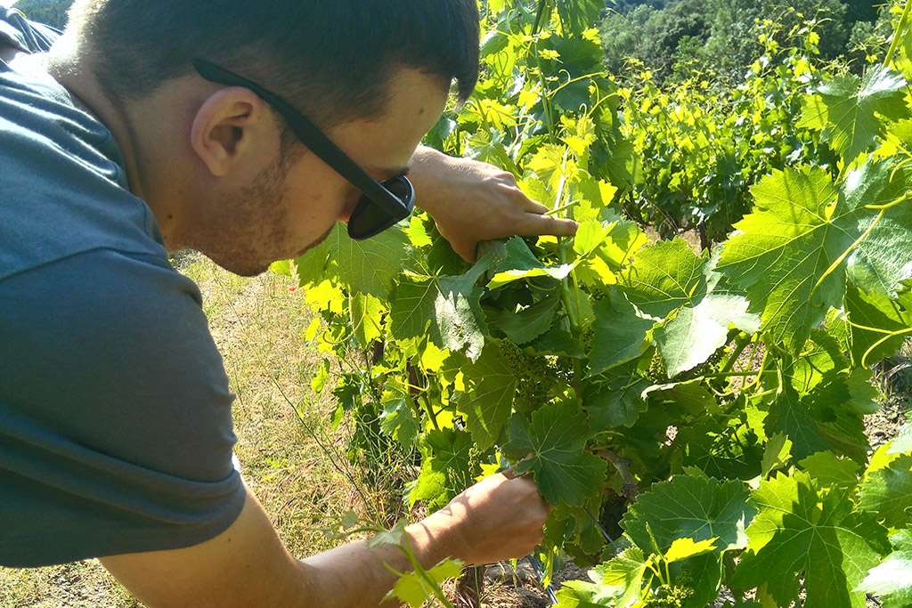 LIFE PRIORAT + MONTSANT afronta su recta final con resultados que contribuyen ya a la sostenibilidad vitivinícola