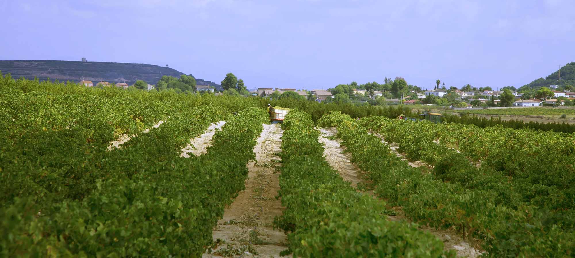 Los vinos de la DO Valencia baten un nuevo record con sus 53 sobresalientes en la Guia Peñín  2021