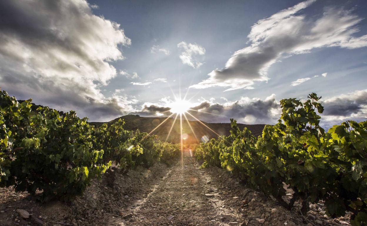 Rioja se moviliza para abortar el intento de creación de un Consejo Regulador propio para ‘Rioja Alavesa’