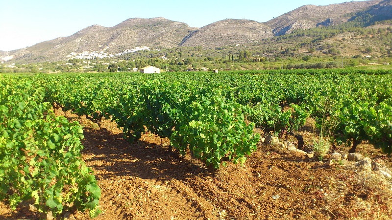 15 Vinos de la DO Valencia, galardonados en el Challenge Internacional Du Vin, de Burdeos 15 Vinos de la DO Valencia, galardonados en el Challenge Internacional Du Vin, de Burdeos