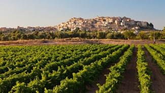 La DO Terra Alta se consolida como la tercera denominación de origen preferida en Cataluña