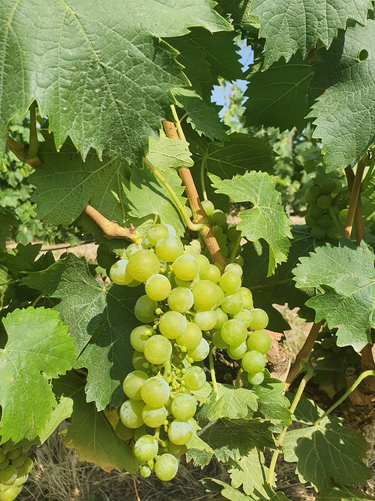 La bodega riojana Maetierra se prepara para la vendimia más temprana de su historia