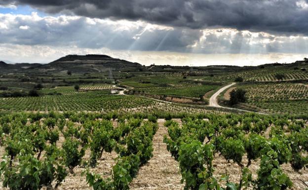 Los Viñedos Singulares de la Denominación de Origen Calificada Rioja vuelven a adquirir protagonismo.