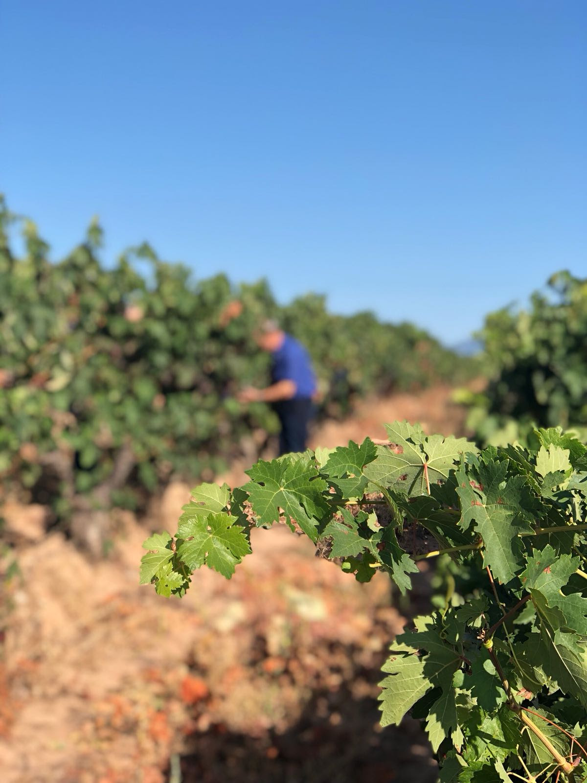 Arranca la vendimia en Rioja