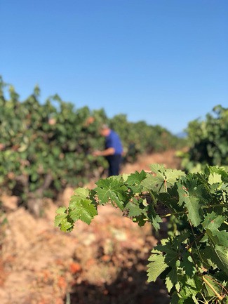 Arranca la vendimia en Rioja