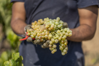 La D.O. CAVA se vuelca en asegurar el origen y  cumplimiento de las exigentes normativas cualitativas de la vendimia