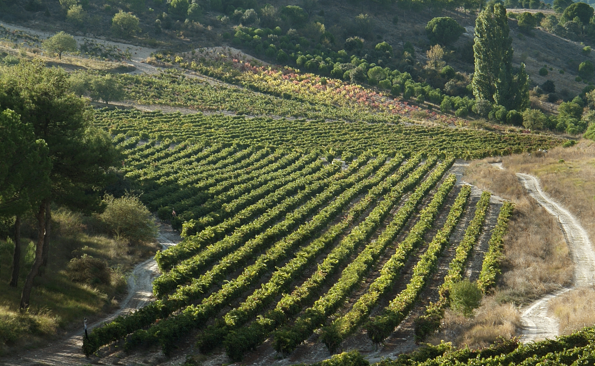 Ribera del Duero, la Denominación de Origen con más vinos valorados con la máxima puntuación en la Guía Peñín 2021