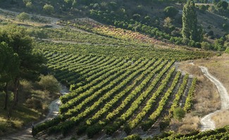 Ribera del Duero, la Denominación de Origen con más vinos valorados con la máxima puntuación en la Guía Peñín 2021