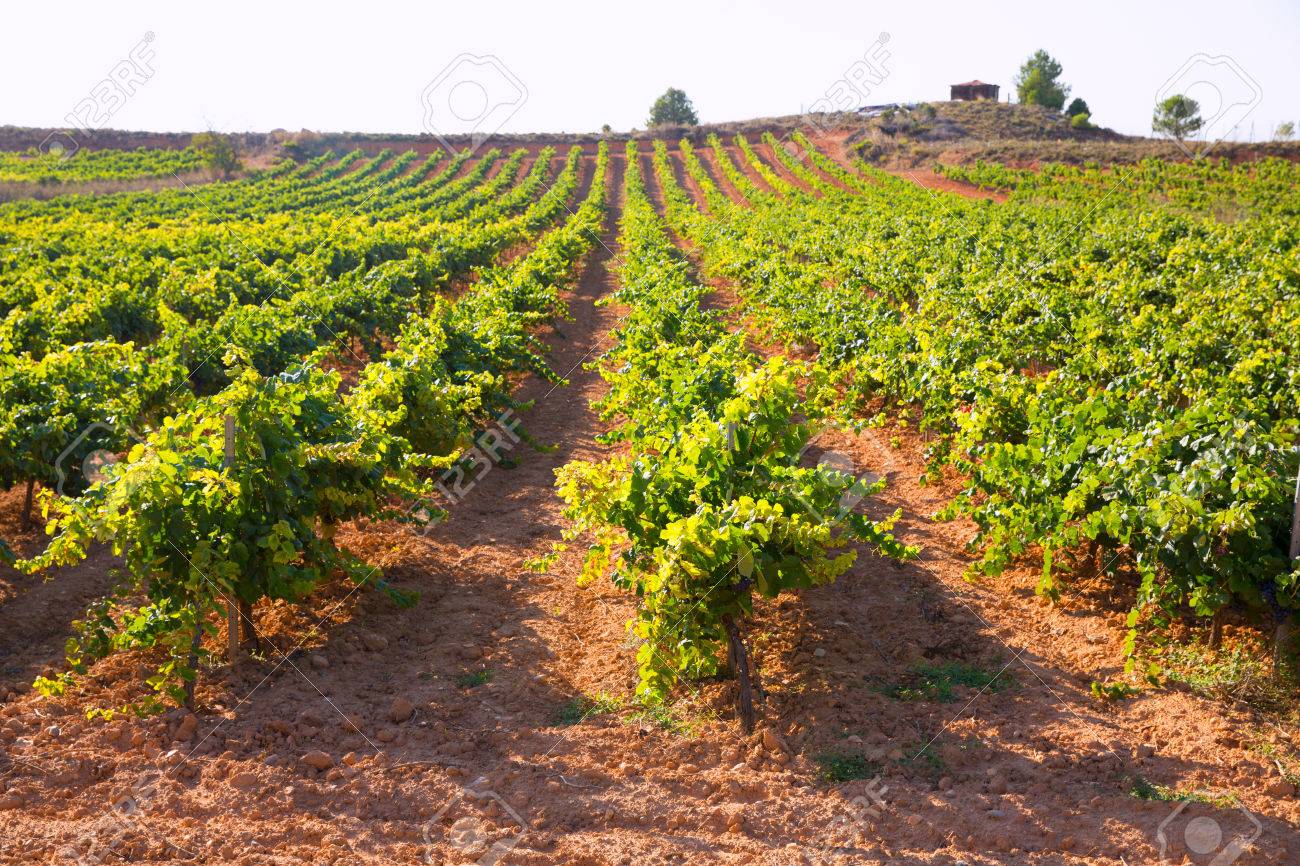 38 vinos de la DO Utiel-Requena, calificados como excelentes por la Guía Peñín 2021