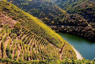 La D.O. Ribeira Sacra consigue 11 Oros en el Mondial des Vins Extremes y 14 Distinciones Gallaecia