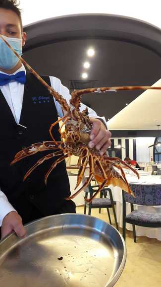 Langosta viva del Cantabrico de 1,290 Kg