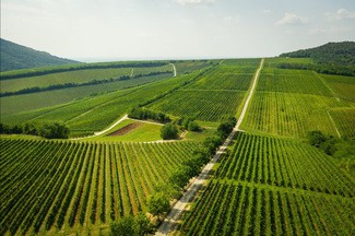 Hungría cobra protagonismo por sus excelentes vinos