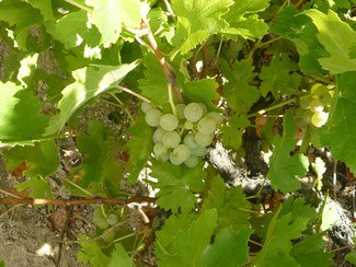 El Rufete Serrano Blanco, variedad de uva autorizada en Castilla y León