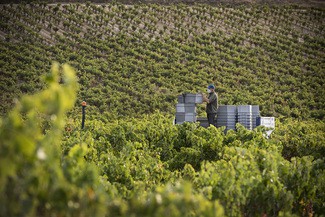 Izadi completa con Larrosa Negra su trilogía de garnachas