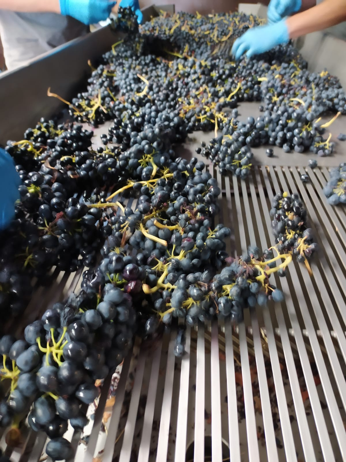La Vendimia en la bodega Trossos del Priorat