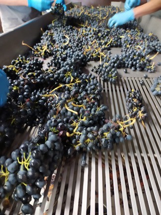 La Vendimia en la bodega Trossos del Priorat