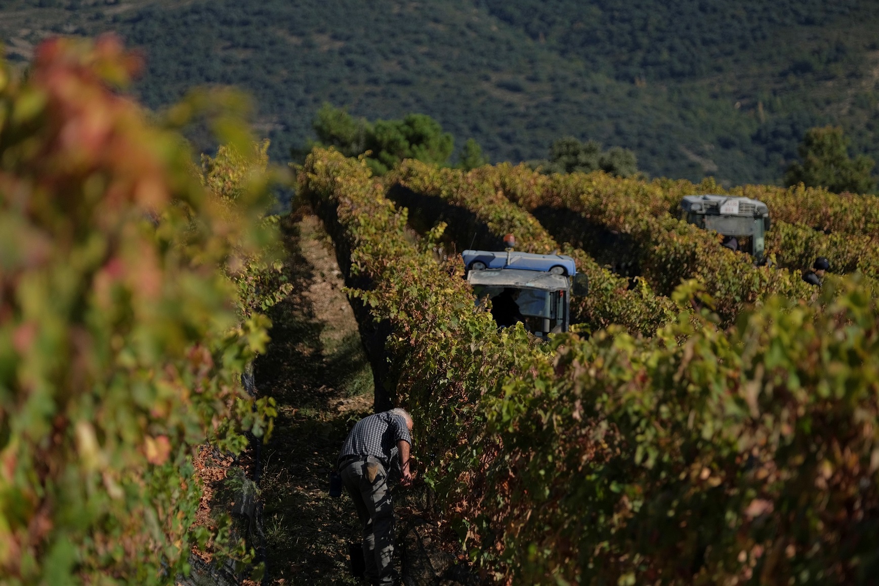 Familia Torres finaliza la vendimia con la variedad ancestral pirene de su finca de Tremp, en el Prepirineo
