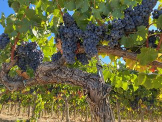 La DOP Somontano concluyó la vendimia con más de 15 millones de kilos de uva recogidos