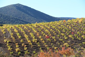 Concluye la Vendimia en la DOP Calatayud con un incremento de la producción del 25%