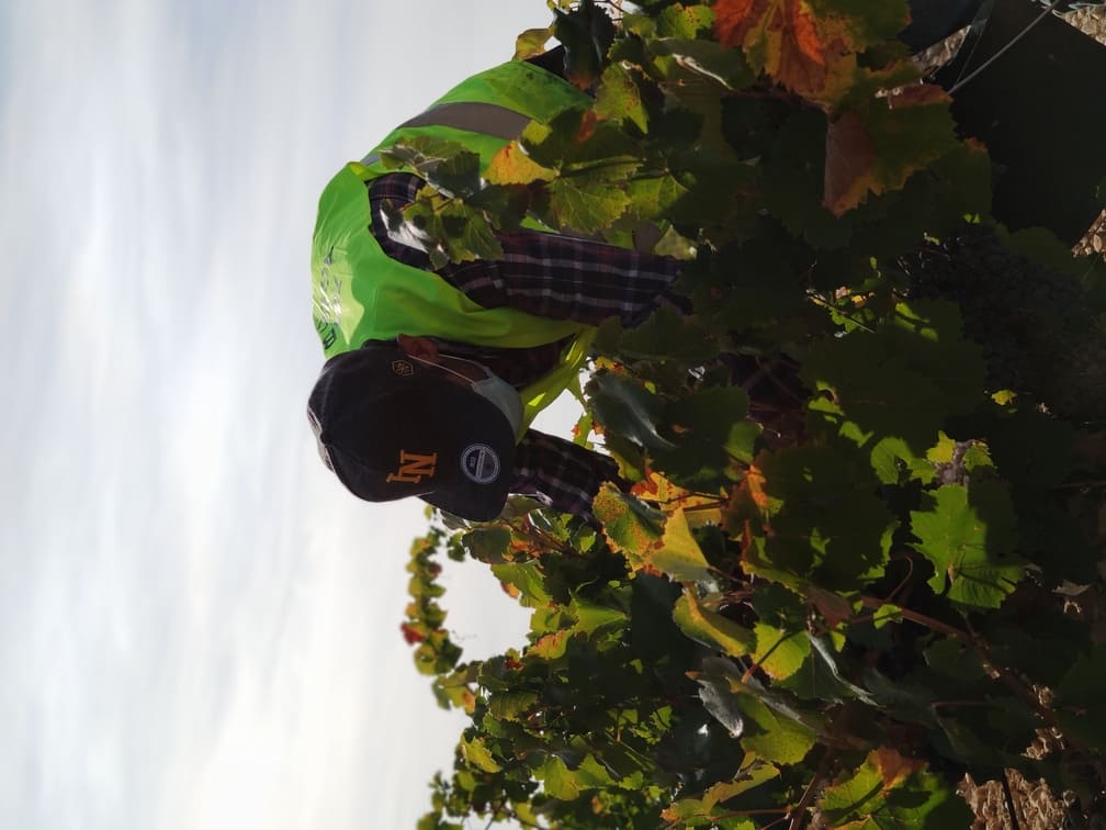 Vendimia Histórica en la Denominación de Origen Jumilla