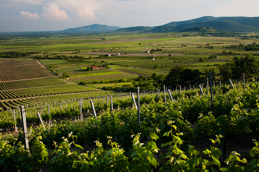Tempos Vega Sicilia lanza Petracs, un blanco seco de Tokaj (Hungría)