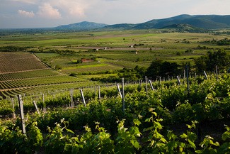 Tempos Vega Sicilia lanza Petracs, un blanco seco de Tokaj (Hungría)