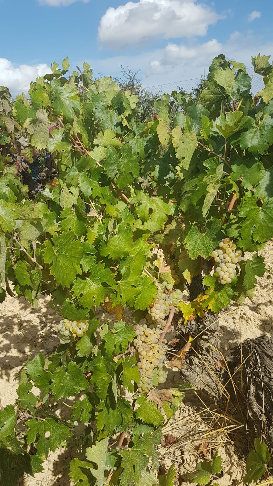 Coviñas y la UPV buscan el Bobal blanco y otros varietales olvidados