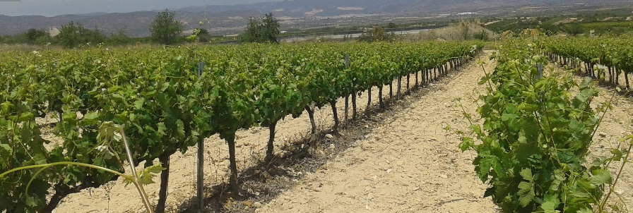 Bodegas el Villar 2