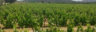 Bodegas el Villar, a la vanguardia en gestión ambiental