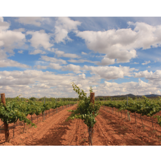 Viñedos Bogarve 1915