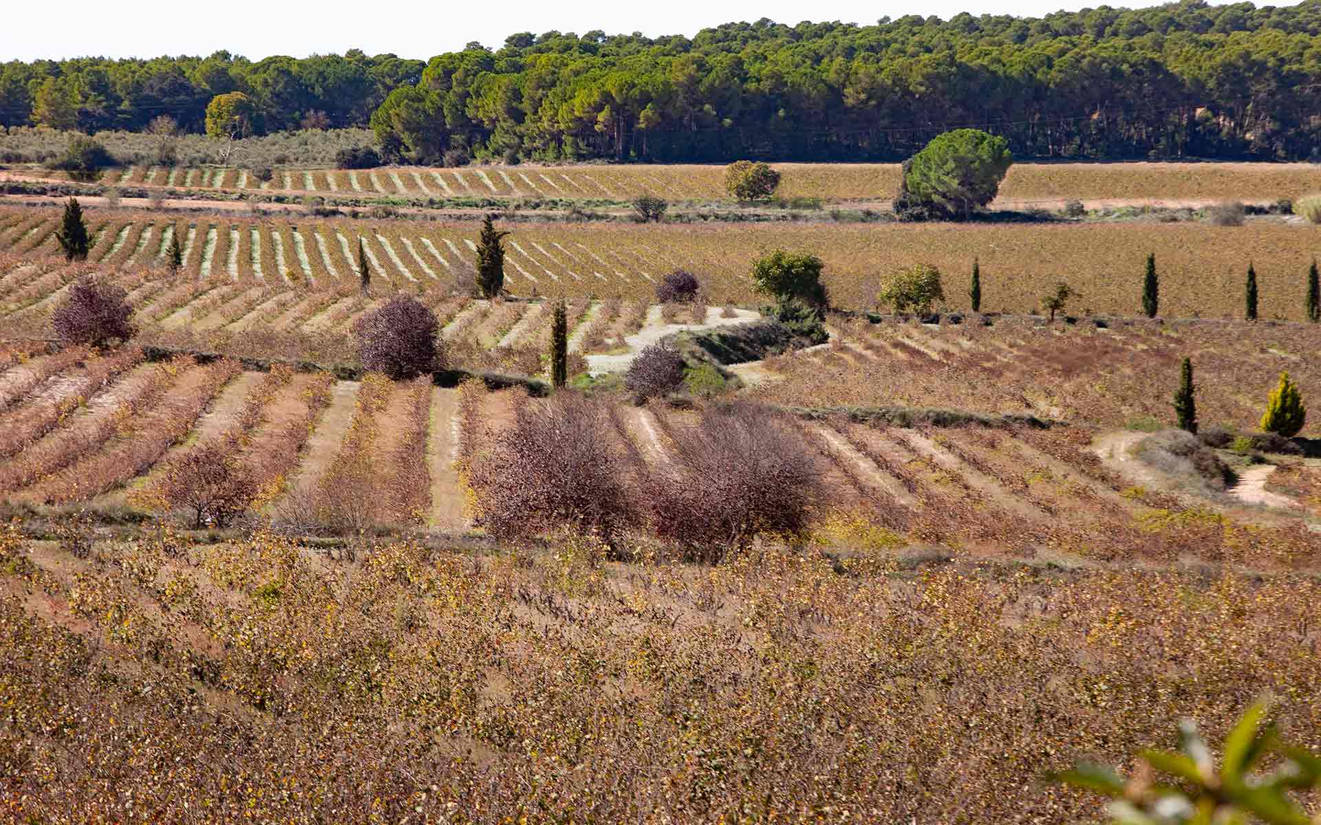 Las garnachas de Clos de Lôm revolucionan los tintos valencianos