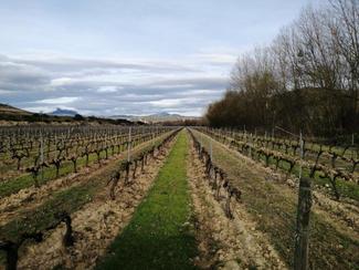Bodegas Solar de Samaniego participa en el proyecto europeo de sostenibilidad Vitisad