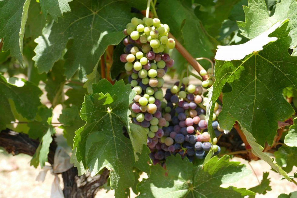 Uvas blancas y tintas de Mallorca