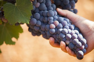 El sector del vino de MALLORCA hace balance del año 2020.