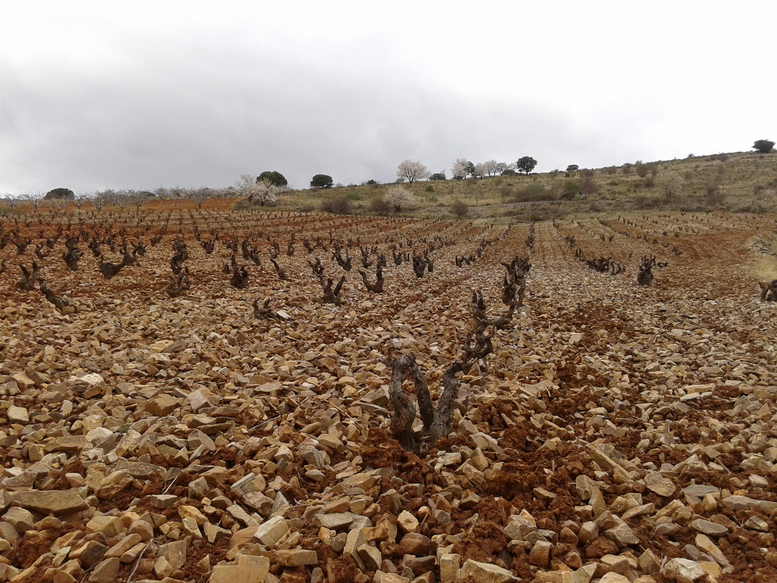 Las bodegas de la DOP Calatayud apuestan cada vez más por los vinos ecológicos.
