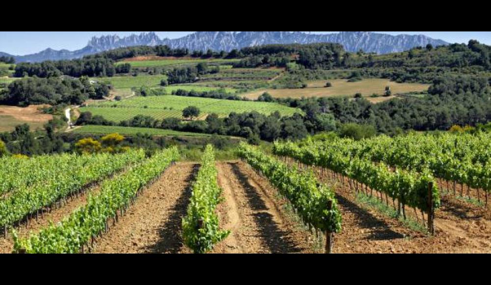 Viña ecologica Penedes