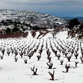 Pieza La Moza, el nuevo rosado de montaña de Baldovar 923