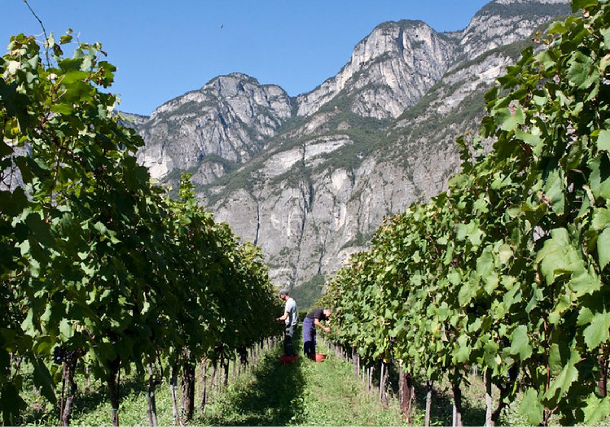 Las otras uvas: Teroldego