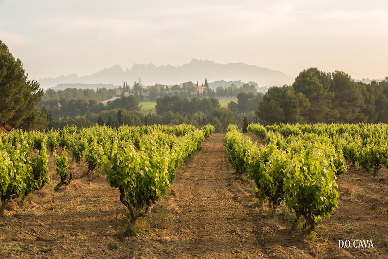 La elaboración de los Cavas de Guarda Superior de la D.O. Cava será 100% ecológica en 2025