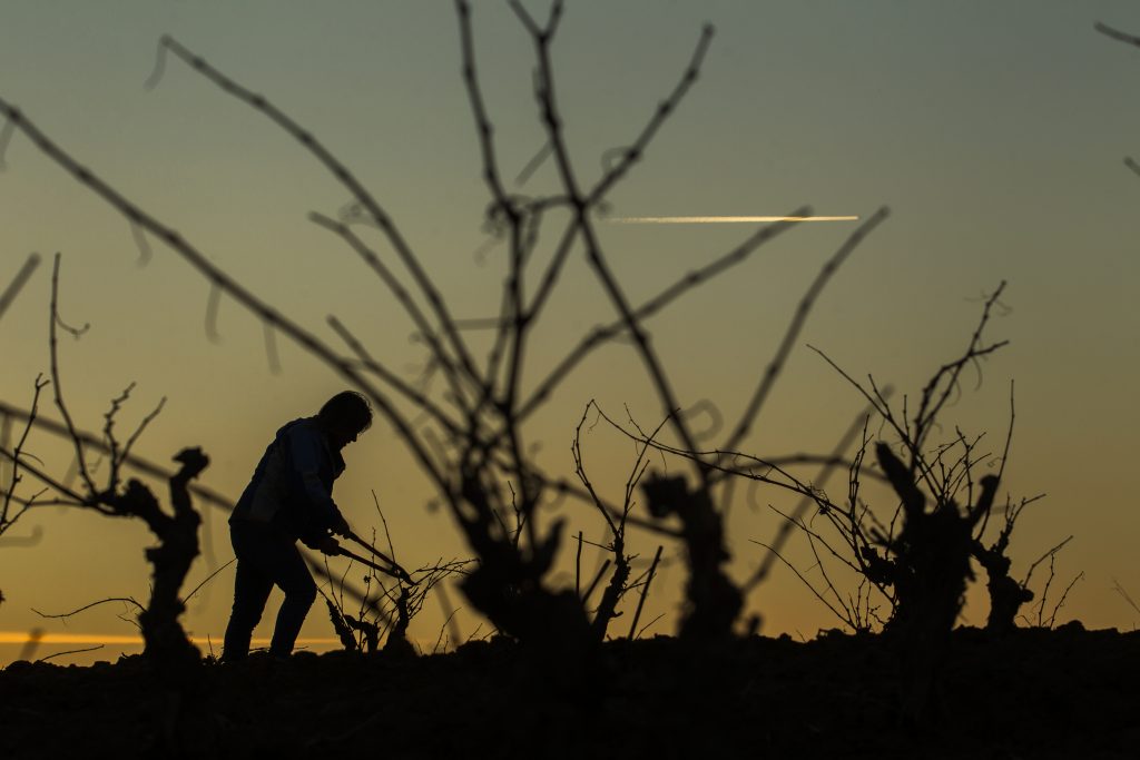 El Ministerio de Agricultura, Pesca y Alimentación reconoce 17 nuevos parajes de la DOCa Rioja como ‘Viñedo Singular’.