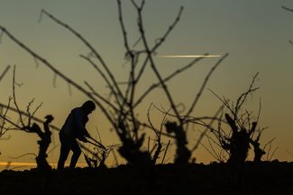El Ministerio de Agricultura, Pesca y Alimentación reconoce 17 nuevos parajes de la DOCa Rioja como ‘Viñedo Singular’.