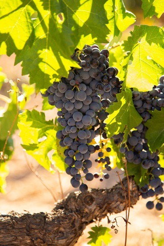 La DO Conca de Barberá triplica en doce años su producción de vinos de Trepat y consolida su diferenciación vitivinícola