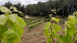 Albet i Noya te propone conocer sus fincas practicando marcha nórdica.