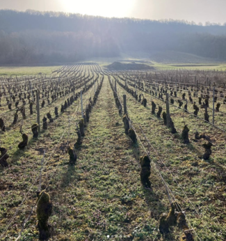 Domaine Elodie Roy Bourgogne 2019