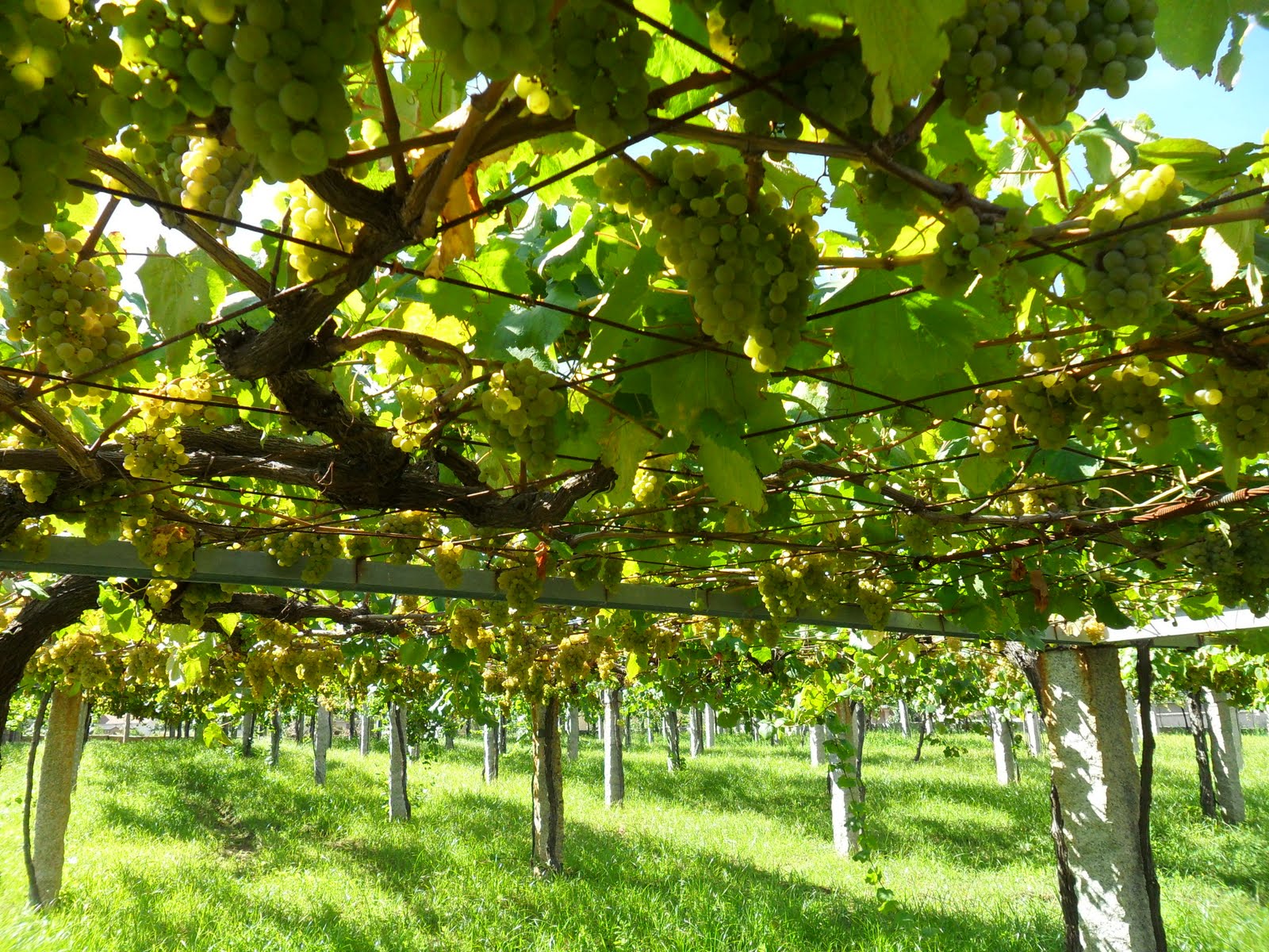 El Consejo Regulador Rías Baixas estima que se podrían recoger más de 43 millones de Kilos durante la vendimia 2021